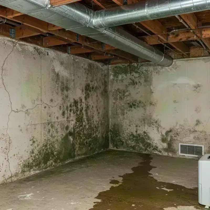 Professional Mold Removal in Norwood, OH